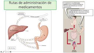 Farmacocinética y Farmacodinamia [upl. by Adiana22]