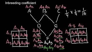 Inbreeding Coefficient explained  3 [upl. by Rolfe]