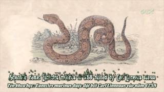 LyricsVietsub Anaconda The Educational Ver [upl. by Giusto]