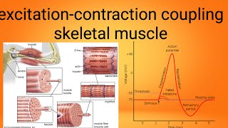 mucle excitation contraction couplingphysiology lecture 7 [upl. by Arraeis]