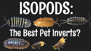 Isopods The Best Pet Invertebrates [upl. by Ennove907]