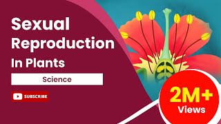 Sexual Reproduction In Flowering Plants [upl. by Durwyn]