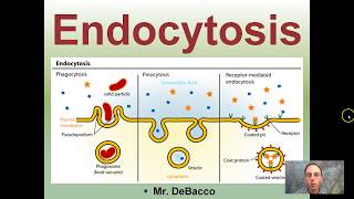 Endocytosis [upl. by Anomas140]