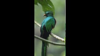 The Quetzal National Bird of Guatemala [upl. by Nordine]