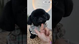 Pekingese grooming💓페키니즈 칠복이shorts [upl. by De]