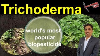 Episode 21 Trichoderma  Highly Effective Control of Crop Diseases amp Excellent Soil Health Input [upl. by Jump]