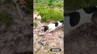 Dog Attacks on Snake shorts ytshorts viralshorts dog [upl. by Attevroc]