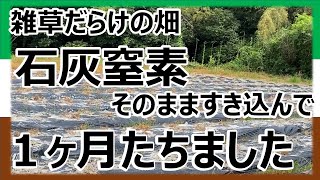 【石灰窒素】1ヶ月経ちました。雑草だらけの畑に石灰窒素を撒いて、そのまますき込んでから1ヶ月経ちました。 [upl. by Angus573]