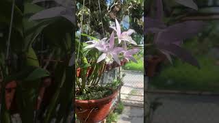 Laelia Anceps var Concolor quotMoon Lightquot orchid Bc [upl. by Deborath]