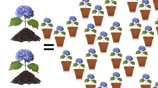 Tips for Rooting Hydrangeas  The Grumpy Gardener [upl. by Nitsirhc475]