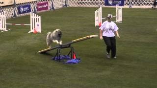 Ray the Keeshond 12142012 AKC Agility Invitational T2B [upl. by Naus371]