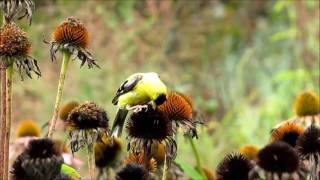 Goldfinches on Echinacea [upl. by Nyleimaj]