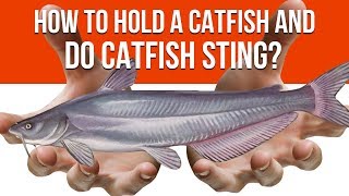 How To Hold A Catfish and Do Catfish quotStingquot [upl. by Kenway]