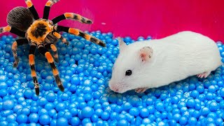 🐹 Hamster Escapes Maze Spider Scorpions Centipedes with Traps 🐹 Best Hamster Challenges 8 [upl. by Nylra154]