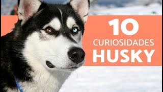 10 cosas que no sabias del husky siberiano [upl. by Eniliuqcaj]