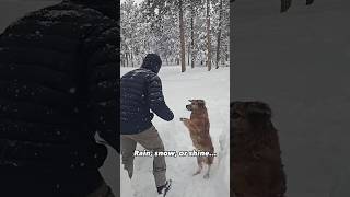 Rain snow or shine Harley loves frisbee ❄️🐶🐾 snow dog colorado [upl. by Arul659]