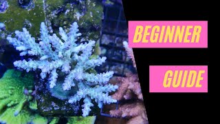 Introduction to SPS  Acropora Montipora Pocilloporidae [upl. by Atiuqam]