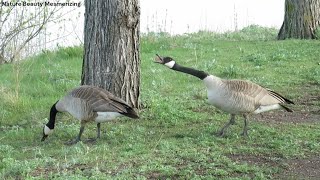 Canada Geese Fighting Attacking and Honking [upl. by Hedwiga391]