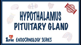 Hypothalamus amp Pituitary Gland [upl. by Abbie392]