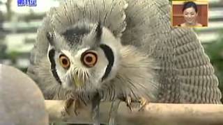 Meet the incredible Japanese transforming owl [upl. by Anirtek]