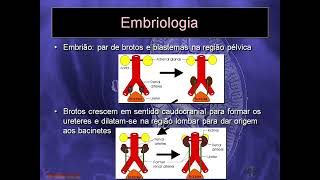 Aula Teórica TEUS  Ultrassonografia do Aparelho Urinário Embriologia Histologia Avaliação Renal [upl. by Aeli965]