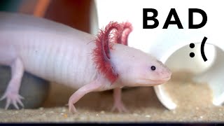 Why axolotls make TERRIBLE pets pls watch this before getting an axolotl [upl. by Nire]