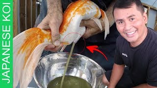 16 DIY STEPS  Breeding japanese koi made easy  complete step by step tutorial [upl. by Acisey]