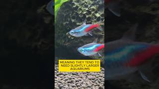 Neon Tetras Vs Cardinal Tetras aquarium fishtank tropicalfish [upl. by Kamilah]