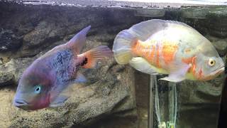 American Cichlid Tank Introduction [upl. by Dickman]