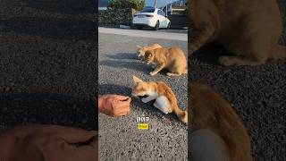 아이구아이구이거이거 살아가것나 이거 남해 고양이 cat 길고양이 어촌 [upl. by Pepi]