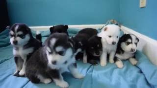 Pomsky Puppies Playing [upl. by Bebe]