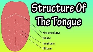 Structure Of The Tongue  Functions Of The Tongue  What Are Taste Buds [upl. by Cirdor]