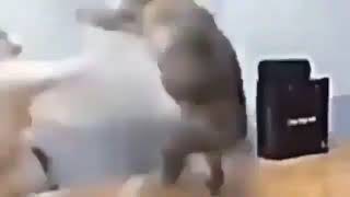 gatos peleando en camara rapida shitpost [upl. by Jackqueline69]