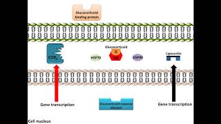 Glucocorticoids  AntiInflammation Mechanism of Action [upl. by Atived]