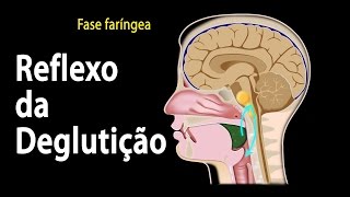 Deglutição Fases e Visão Geral do Controle Neural Animação Alila Medical Media Português [upl. by Arber68]