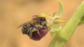 Orchid pollination through sexual deception  Nikon D3s [upl. by Halueb]