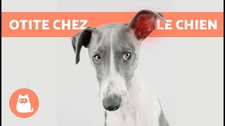 5 REMÈDES MAISON contre lOTITE chez le CHIEN 🐶✅ Comment nettoyer ses OREILLES [upl. by Acirederf]