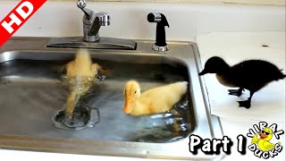 Baby Ducks Diving In The Sink LMAO p1 [upl. by Aerdnaz176]