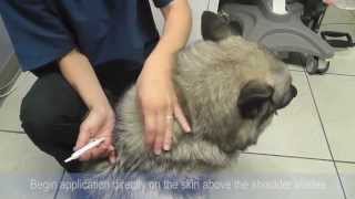 Flea and Tick topical application and tips [upl. by Crescin]