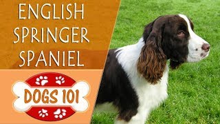 Dogs 101  ENGLISH SPRINGER SPANIEL  Top Dog Facts About the ENGLISH SPRINGER SPANIEL [upl. by Valonia904]