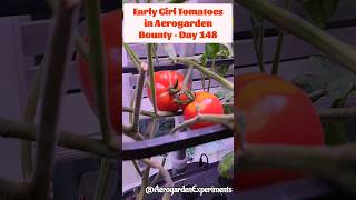 Early Girl Tomatoes Growing in Aerogarden Bounty Elite Hydroponics system [upl. by Feliks]