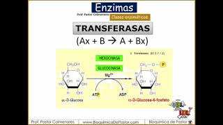 Clases Enzimáticas  Enzimas Parte V [upl. by Ealasaid]