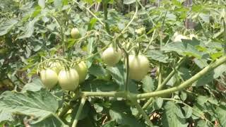 Biogenic Green Technology for organic Tomato farming Sri lanka [upl. by Ibbison]