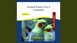 Animal Voices Vol 2 Cockatiel  Song and Sound of Cockatiels [upl. by Zubkoff610]