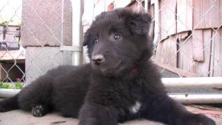 Belgian Sheepdog Puppies [upl. by Nohsid]