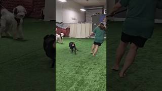 Aggressive Dog before and after aggressivedog rottweiler [upl. by Mina262]