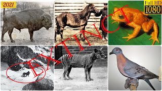 List of Recent Extinct Animals 120 plus [upl. by Ysteb]