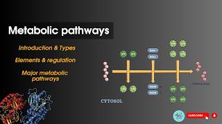 Metabolic pathways Introduction  Bioenergetics Biochemistry [upl. by Galliett405]