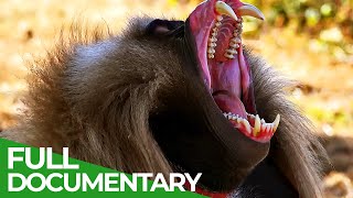 Wildlife  Just Monkeys  Free Documentary Nature [upl. by Mateusz]