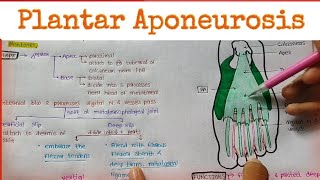 Plantar Aponeurosis [upl. by Beltran]